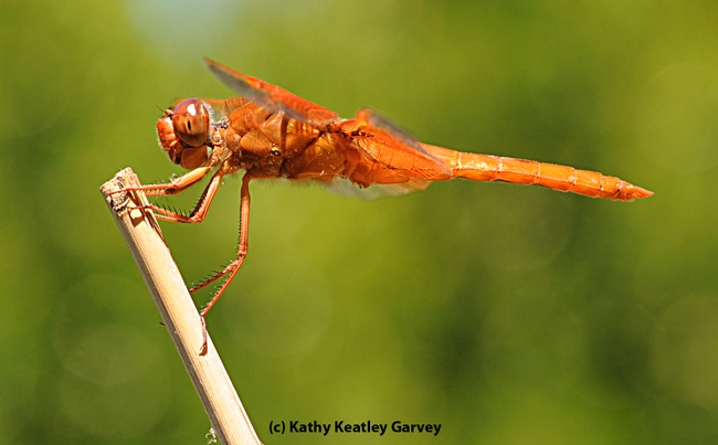 A flameskimmer dragonly, Libellula saturata. (Photo by Kathy Keatley Garvey)