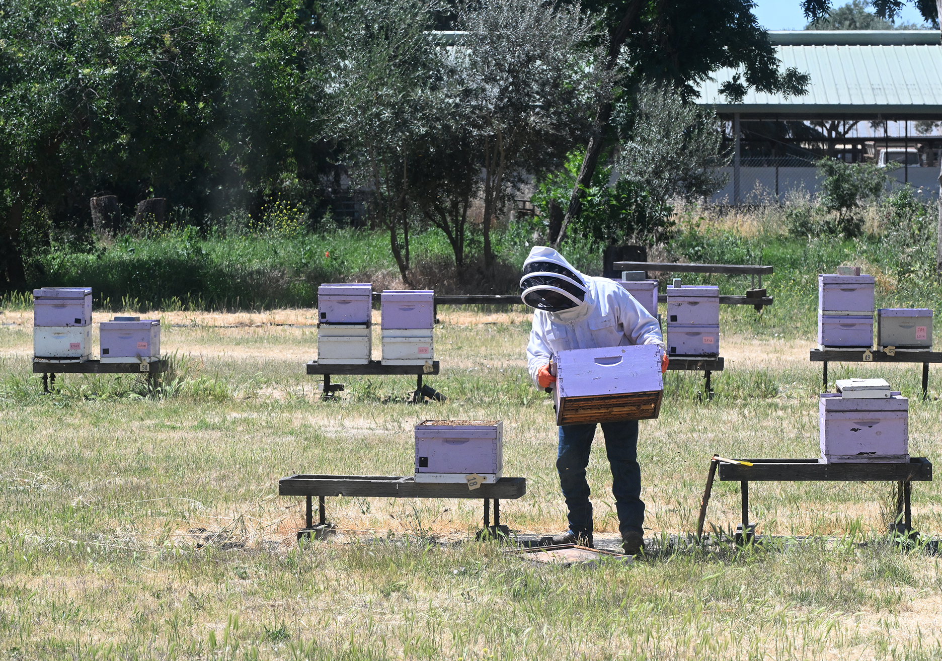 Joseph Tauzer working in the apiary of the Harry H. Laidlaw Jr. Honey Bee Research Facility. (Photo by Kathy Keatley Garvey)