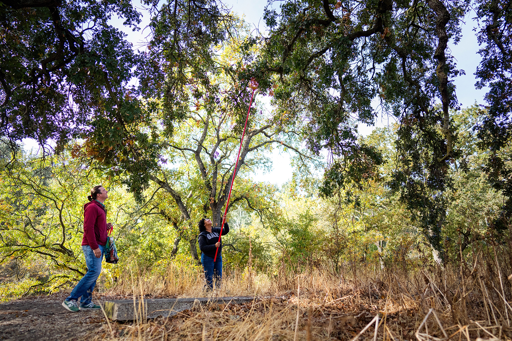 Assistant Professor Marshall McMunn and Kora Hermida collecting oak galls at Putah Creek Riparian Preserve. Kora Hermida is investigating reproductive ecology of the California oak gall wasp Andricus quercuscalifornicus (Photo by Jael Mackendorf)
