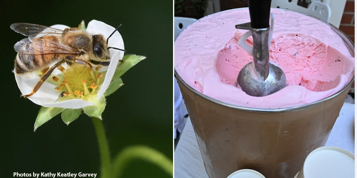 The children learned how a bee pollinating a strawberry blossom can lead to strawberry ice cream (donated by Fenton's). (Photo by Kathy Keatley Garvey)