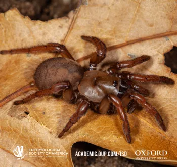 Cover image of Jason Bond's newly discovered trapdoor spider, Cryptocteniza kawtak, appearing in recent edition of the journal, "Insect Systematics and Diversity." (Photo by Jason Bond)