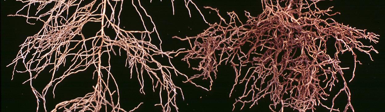 Nematodes: illustration that appears in the UC IPM publication