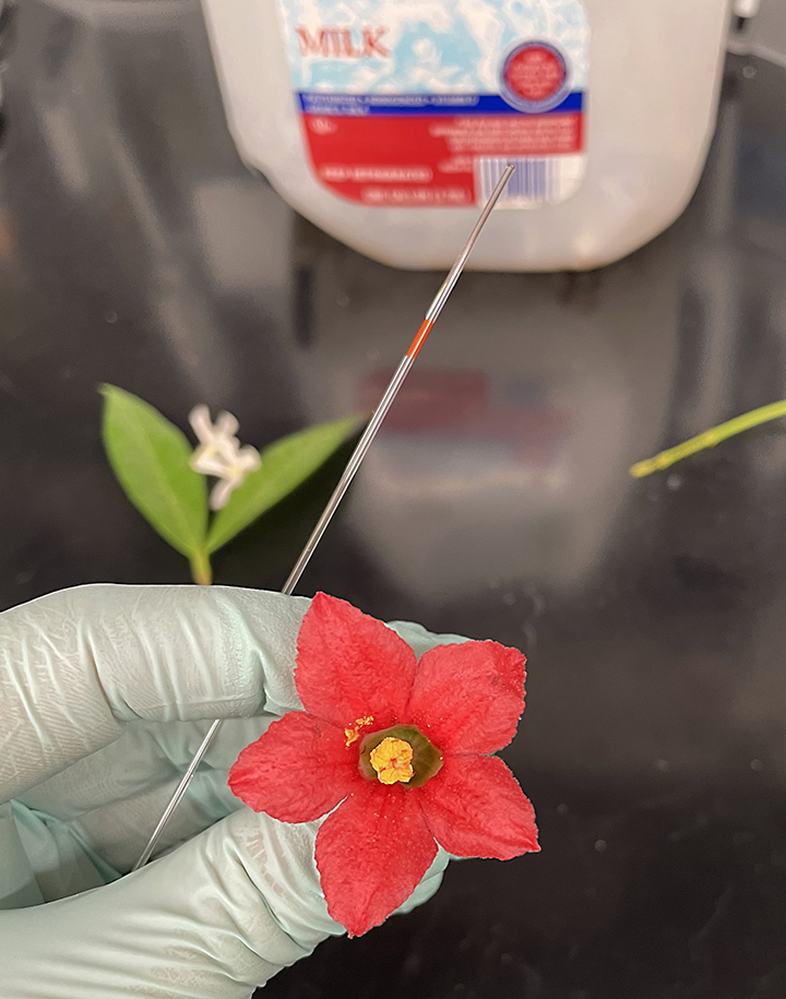 Extracting nectar in the lab from flowers of Brachychiton. (Photo by Leta Landucci)