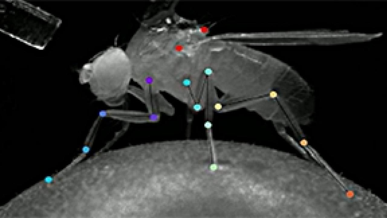 Fruit fly locomotion