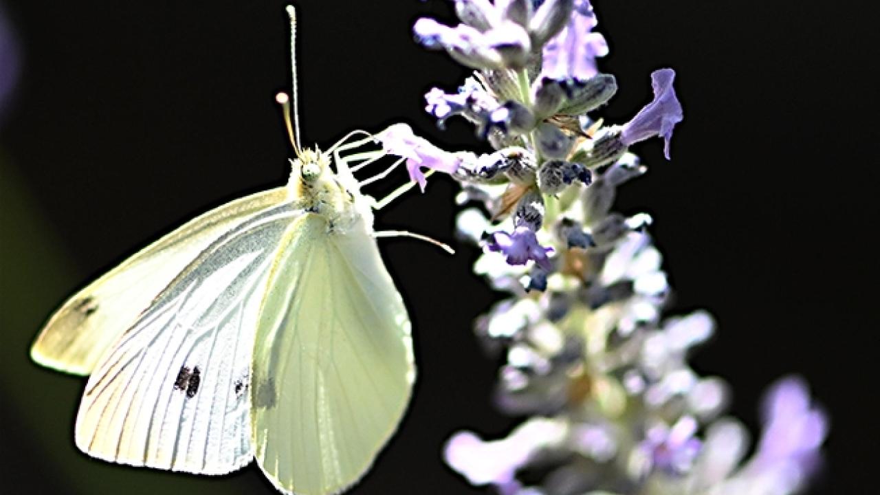 Be on the lookout for a cabbage white butterfly for the 2025 "Beer-for-a-Butterfly" Contest. (Photo by Kathy Keatley Garvey)