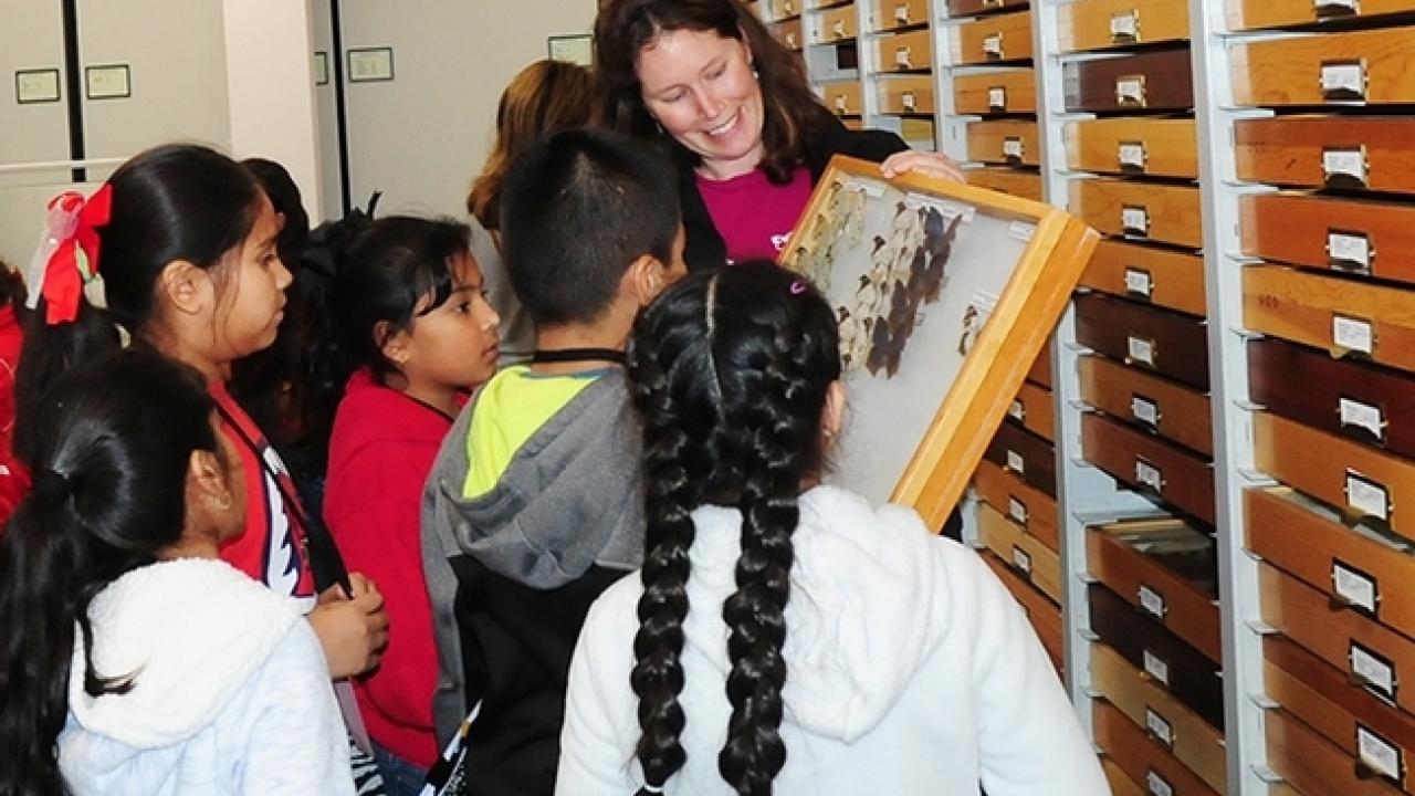 Tabatha Yang discussing insect specimens at Bohart Museum of Entomology