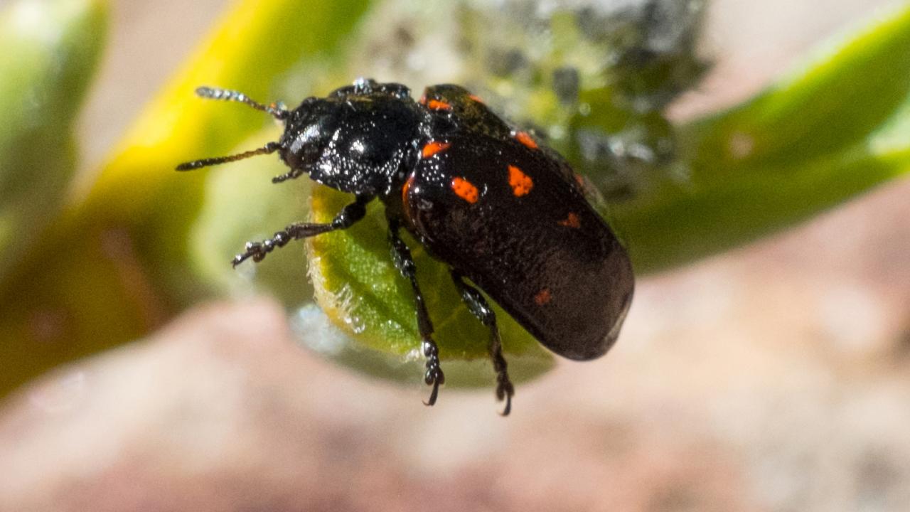 This is the montane leaf beetle, Chrysomela aeneicollis, that Professor Nathan Rank of Sonoma State University studies. It is feeding on Salix orestera, a species of willow known by the common name Sierra willow, or gray-leafed Sierra willow. This image was July 2, 2009 at Bull Lake in the Bishop Creek drainage of California. (Image courtesy of Wikipedia)