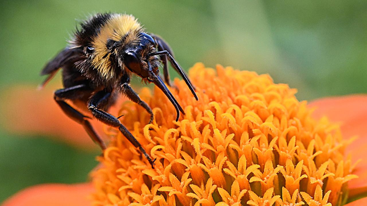 Bombus californicus nectaring on a Mexican sunflower, Tithonia rotundifola. (Photo by Kathy Keatley Garvey)