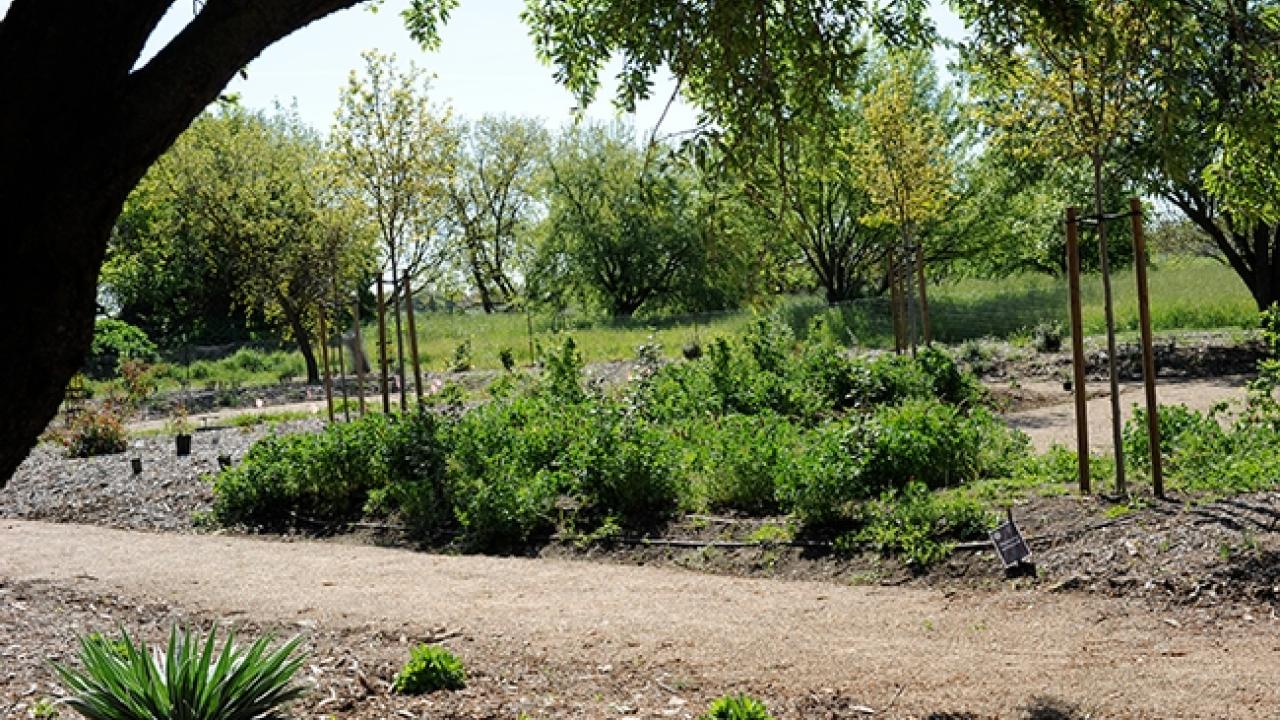 The making of the UC Davis Bee Haven. It was installed in the fall of 2009. (Photo by Kathy Keatley Garvey)