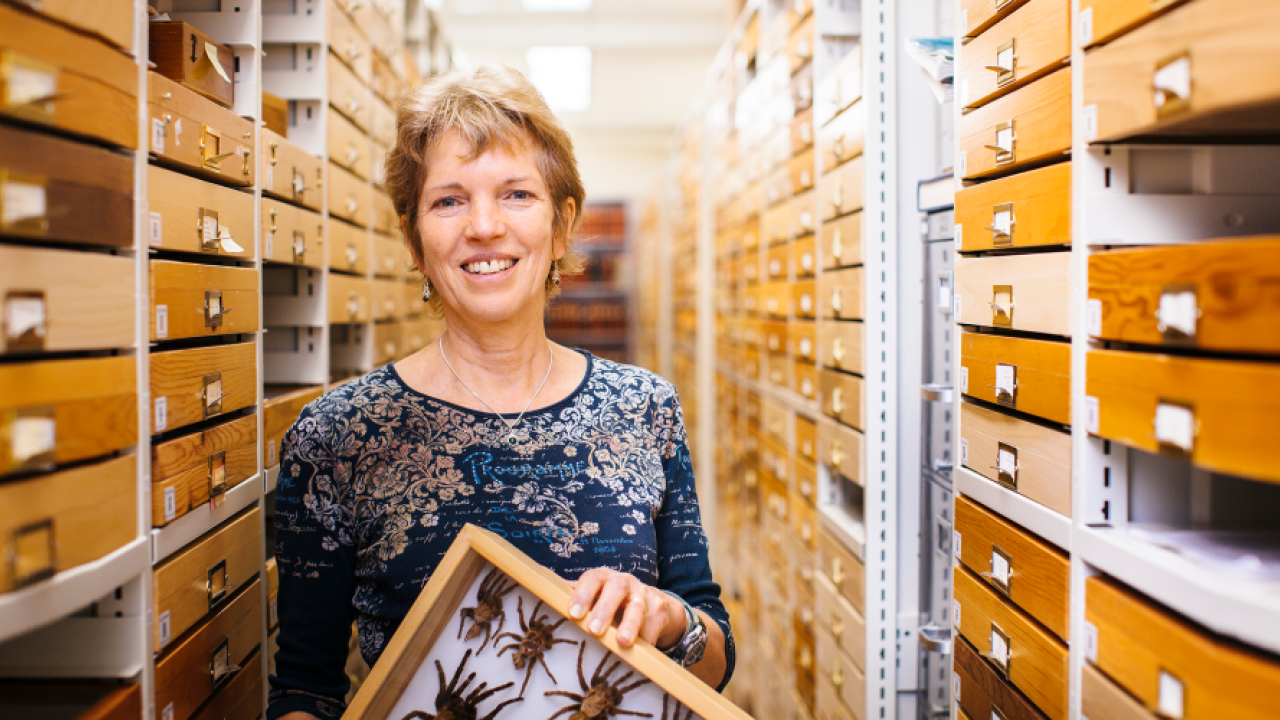 UC Berkeley professor Rosemary Gillespie, who researches spiders, will deliver a seminar, hosted by the UC Davis Department of Entomology and Nematology, at 12:10 p.m., Wednesday, Oct. 22 in 122 Briggs Hall. (Photo courtesy of UC Berkeley)