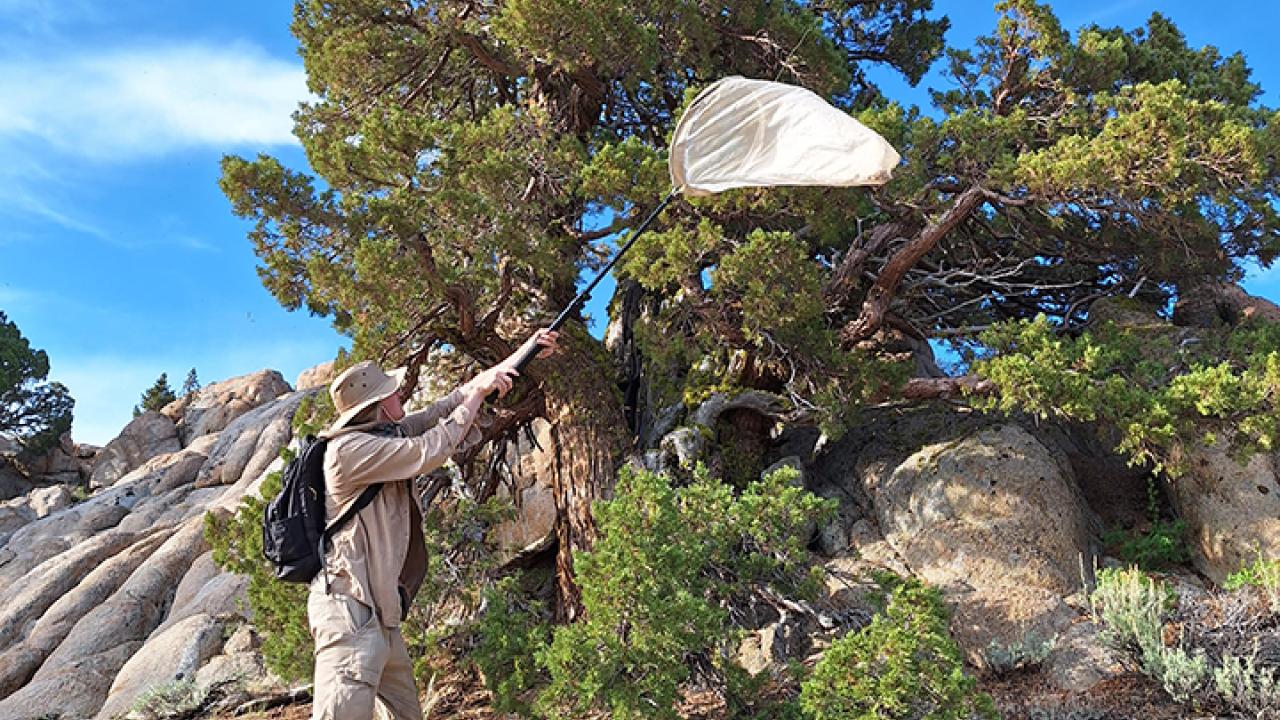 Severyn Korneyev, a CDFA environmental scientist and a research associate at the Bohart Museum of Entomology, collecting fruit flies at Ebbetts Pass.