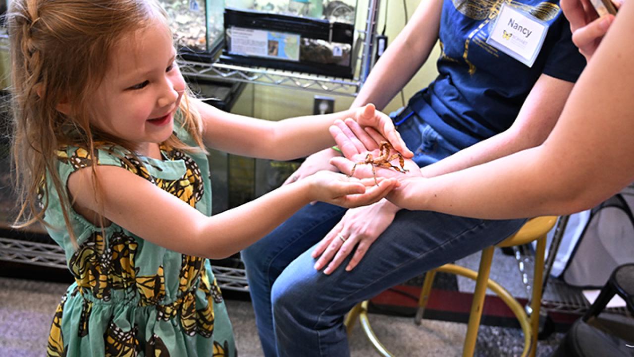 Thea Schmidt, 4, of Folsom delighted in holding a stick insect at the Bohart Museum of Entomology open house. For the occasion, she wore a butterfly-motif dress. (Photo by Kathy Keatley Garvey)