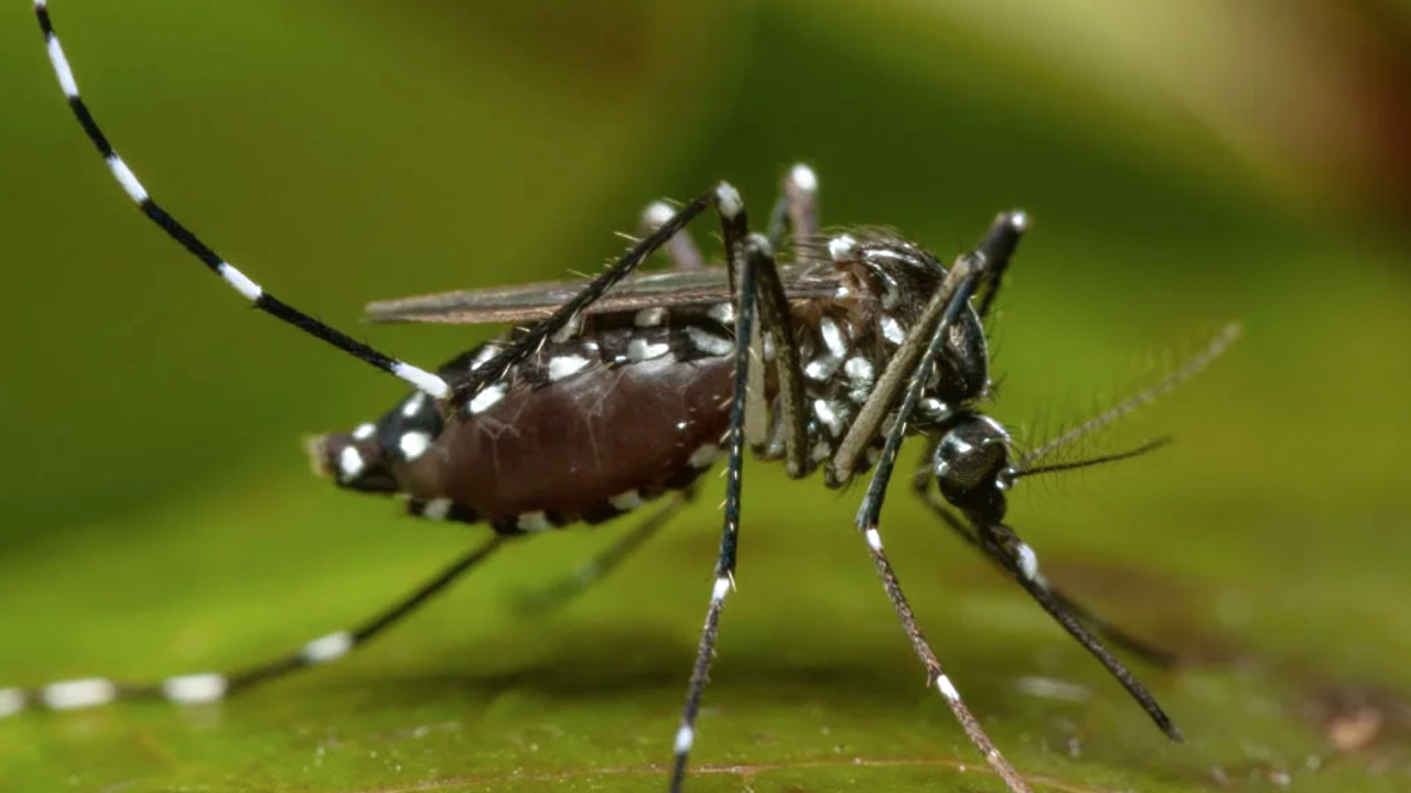 The Asian tiger mosquito, Aedes albopictus, will be among the organisms discussed at the UC Davis Department of Entomology and Nematology's fall seminars. This is a mosquito researched by Lisa Baik, assistant professor.
