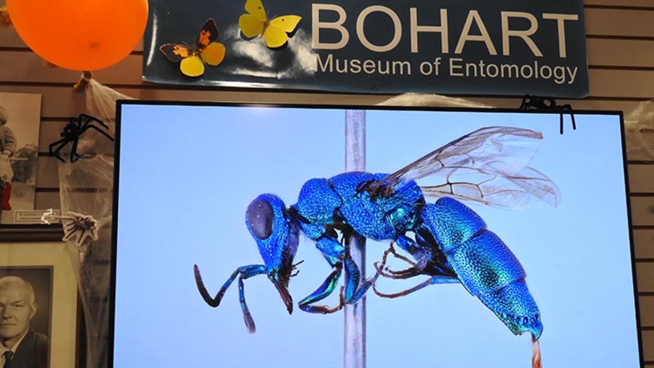 This is a cuckoo wasp, Chrysis lindae, collected by UC Davis doctoral alumnus Arnold Menke in Arizona that UC Davis distinguished professor emerita Lynn Kimsey named after his wife, Linda. It is part of the Bohart Museum of Entomology collection.