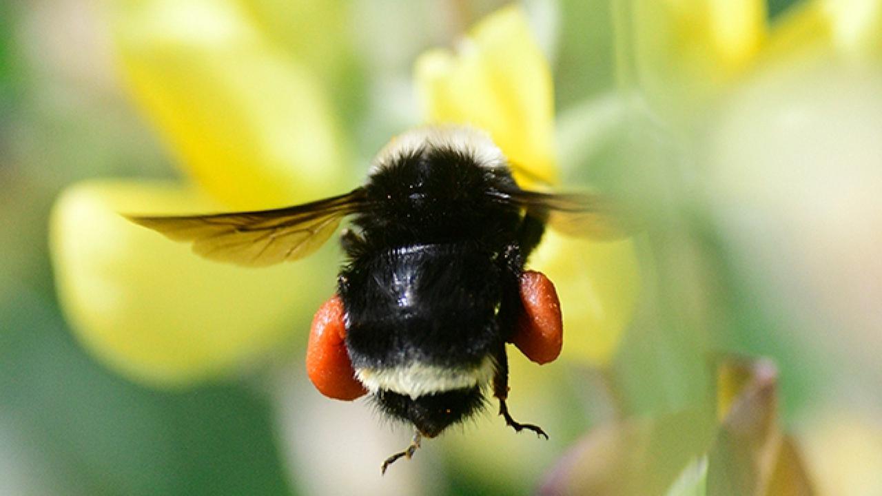 A yellow-faced bumble bee, Bombus vosnesenskii, heading for lupine at Bodega Bay. (Photo by Kathy Keatley Garvey)