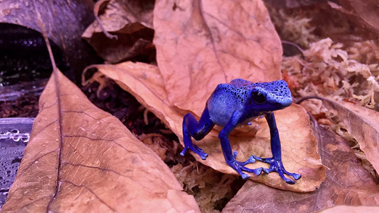Poison dart frogs are found in the wild in Central and South America. (Photo courtesy of UC Davis neurobiologist Eva Fischer)