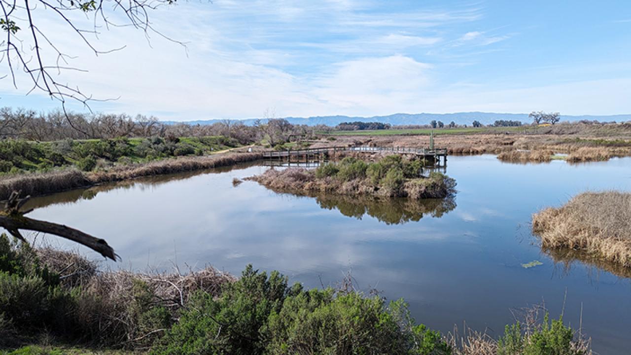 This is the wetland area in Cache Creek conservatory which is adjacent to the Tending and Gathering Garden. Runoff from the Gordon Slough floods the wetland area and is a habitat to plants and animals native to Northern California. The islands in the wetland are populated with tule, a hardstem bulrush that provides shelter to an array of wildlife.