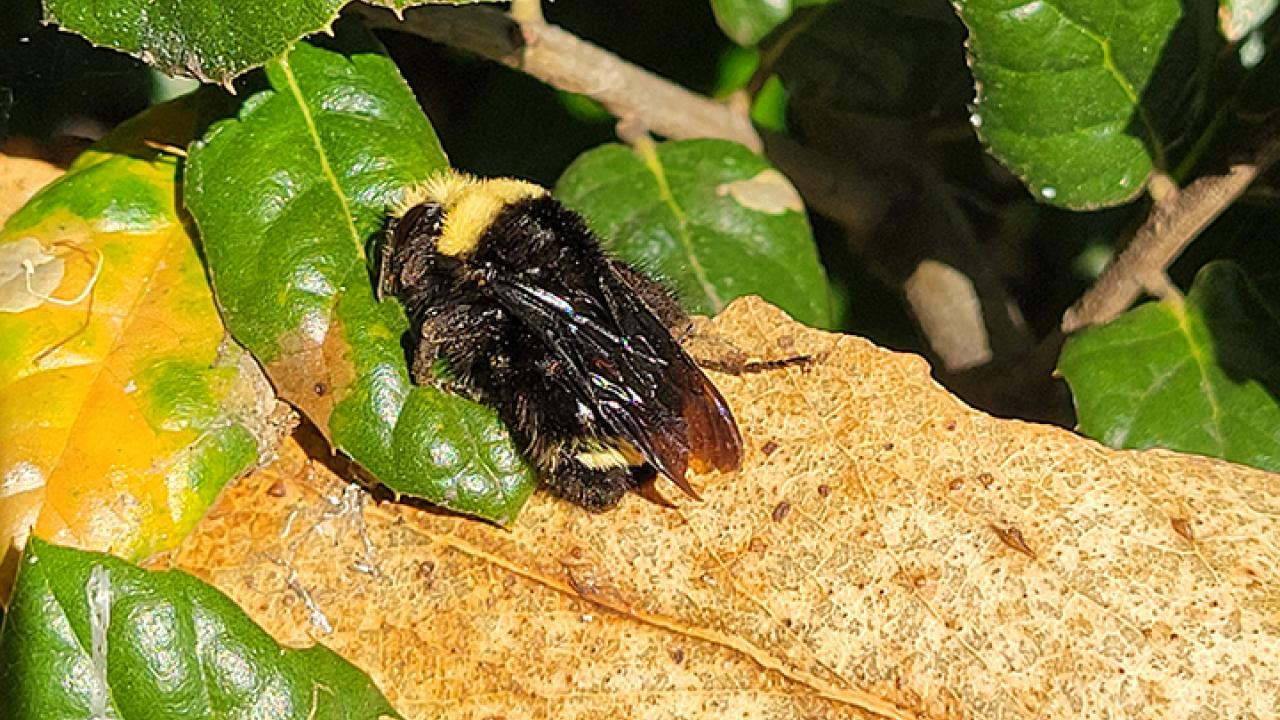 Yellow-faced bumble bee, Bombus vosnesenskii, on an oak leaf at Glen Cove Waterfront Park, Vallejo. (Photo by Michael Kwong)