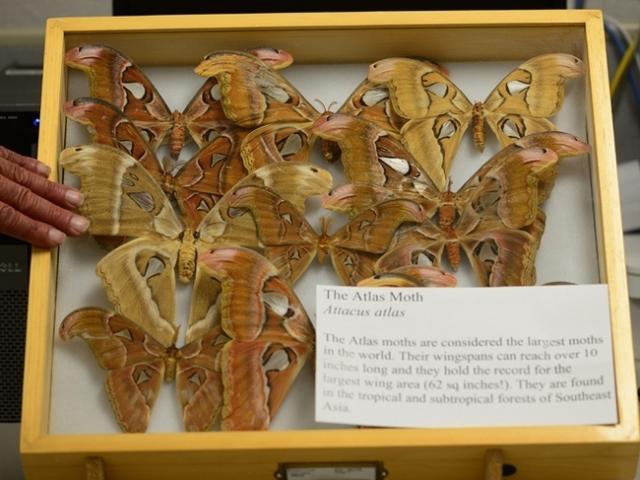 Bohart Museum of Entomology