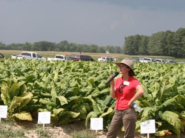 Hannah Burrack in a tobacco field during her leadership of a 2010  Flue Cured Tobacco Tour at North Carolina State University. (Photo by M. J. Rivera)