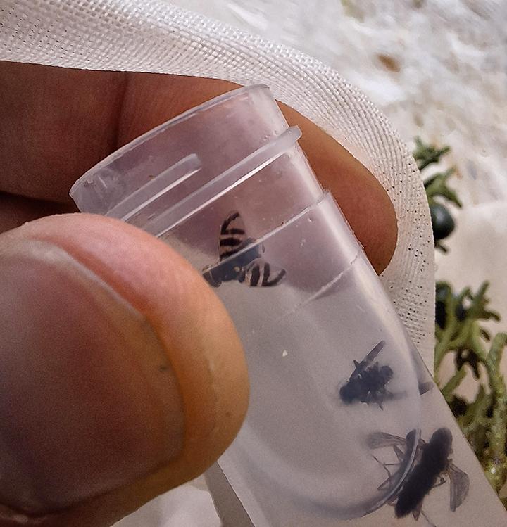 The fruit fly, Rhagoletis ebbettsi, in vial. (Photo courtesy of Severyn Korneyev)