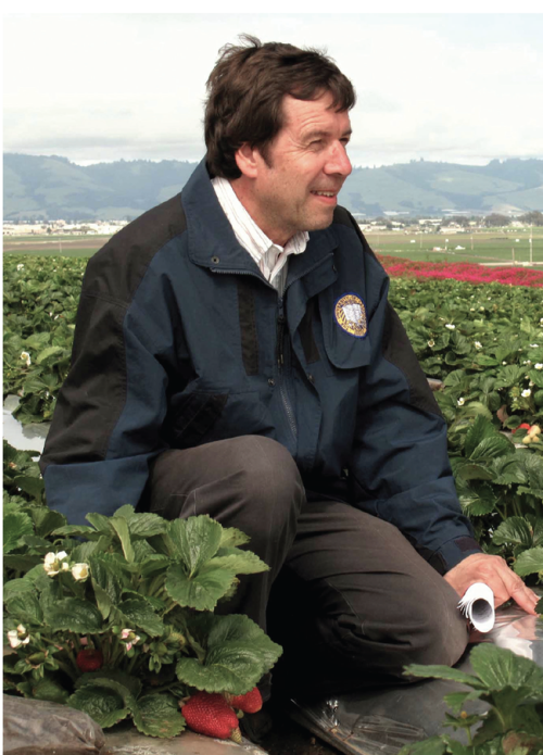 UC Davis distinguished professor Frank Zalom in strawberry field