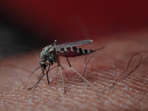 Aedes communis