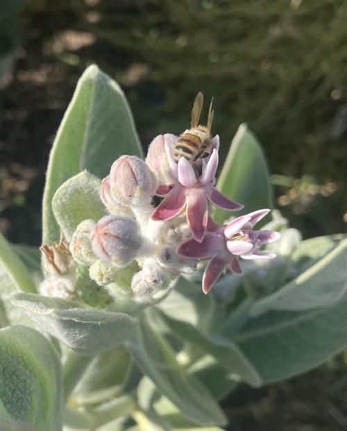 Dead honey bee placed in milkweed (Asclepias speciosa) flower.