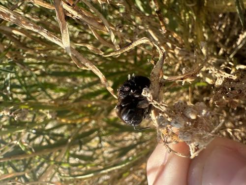 Carpenter bee (Genus Xylocopa) Ian found on a milkweed plant in summer.
