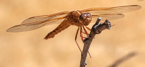 Flameskimmer dragonfly, Libellula saturata