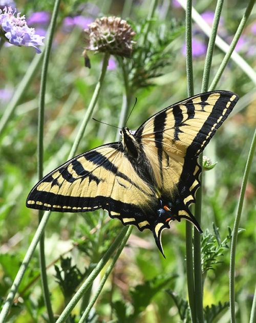 Western tiger swallowtail in UC Davis Arboretum and Public Garden. (Photo by Kathy Keatley Garvey)