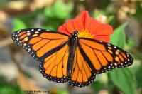 Male monarch butterfly with wings spread