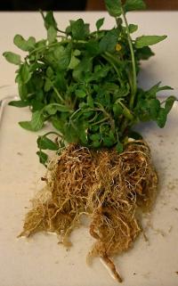 Fresh green herbs with visible roots on a light-colored surface.