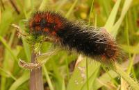 Wooly bear caterpillar at Bodega Head