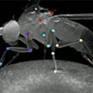 Fruit fly locomotion