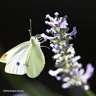 Be on the lookout for a cabbage white butterfly for the 2025 "Beer-for-a-Butterfly" Contest. (Photo by Kathy Keatley Garvey)