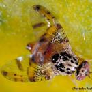 Mediterranean Fruit Fly