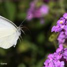 Cabbage white butterfly, Pieris rapae, in flight. (Photo by Kathy Keatley Garvey)