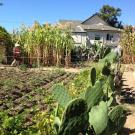 Urban agroecosystems are increasingly important for biodiversity conservation, fresh food access for people, and improving global agricultural sustainability, says Professor Stacy Philpott of UC Santa Cruz, who will deliver a seminar on Wednesday, Jan. 21 to the UC Davis Department of Entomology and Nematology. (Image courtesy of the Philpott lab)