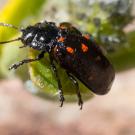 This is the montane leaf beetle, Chrysomela aeneicollis, that Professor Nathan Rank of Sonoma State University studies. It is feeding on Salix orestera, a species of willow known by the common name Sierra willow, or gray-leafed Sierra willow. This images was taken at Bull Lake, Lincoln County, Montana. (Images courtesy of Wikipedia)