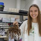 UC Davis doctoral candidate Alison Blundell with infested tomato plant infested with root-knot nematodes.