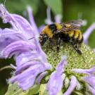 A bumble bee, Bombus borealis, foraging in the Goose Pond Sanctuary in Arlington, Wisc. (Photo by Jeremy Hemberger)