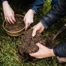 Hands in soil