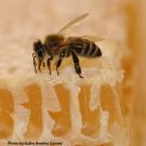 A honey bee on comb. The California Master Beekeeper Program and The HIVE are joining forces to provide two January workshops: one on honey and the other on mead. (Photo by Kathy Keatley Garvey) on honey and(Photo by Kathy Keatley Garvey)