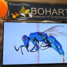 This is a cuckoo wasp, Chrysis lindae, collected by UC Davis doctoral alumnus Arnold Menke in Arizona that UC Davis distinguished professor emerita Lynn Kimsey named after his wife, Linda. It is part of the Bohart Museum of Entomology collection.