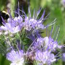 Close-up photograph of bumblebee feeding on light purple phacelia flower cluster