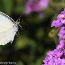 Cabbage white butterfly, Pieris rapae, in flight. (Photo by Kathy Keatley Garvey)