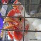 Chicken in pen. (Photo by Kathy Keatley Garvey)
