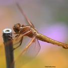 Golden dragonfly perched on a thin twig against soft pastel bokeh background