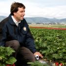 Frank Zalom kneeling in a strawberry field holding a small device, mountains and cloudy sky